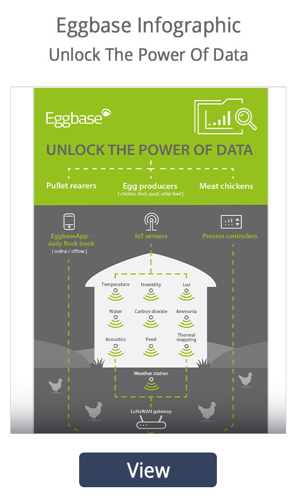 Eggbase Inforgraphic