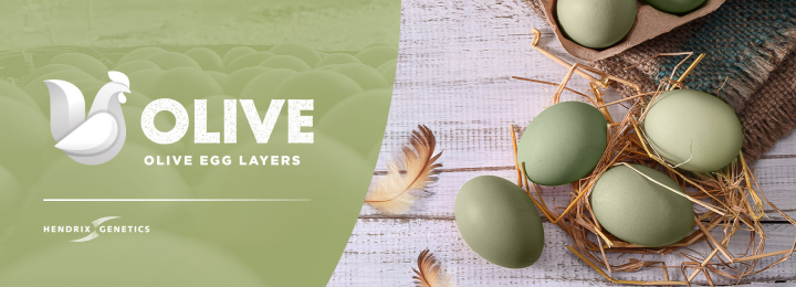 Branding for Olive Eggs – The Greener Choice!